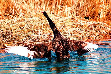 《上古卷轴3：晨风》“重生”项目6.0版本推出